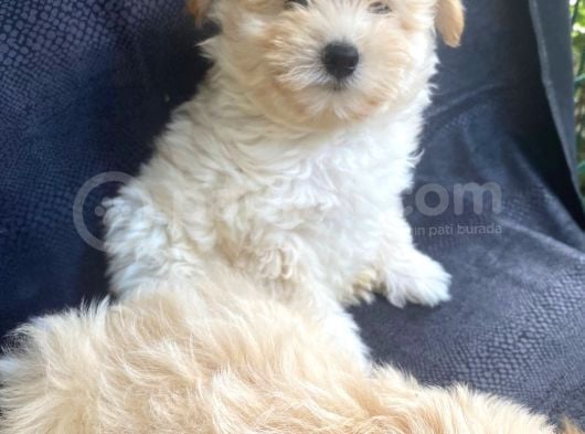 Harika Orjinal Maltipoo Bebekler görsel