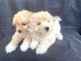 Harika Orjinal Maltipoo Bebekler
