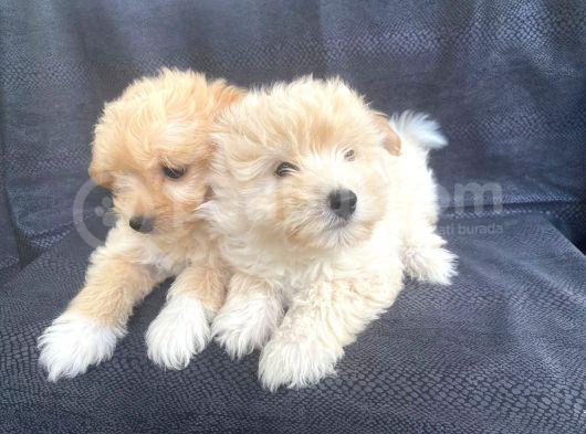 Harika Orjinal Maltipoo Bebekler görsel