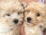 Harika orjinal maltipoo bebekler