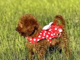 Orjinal Toy Poodle Bebişler