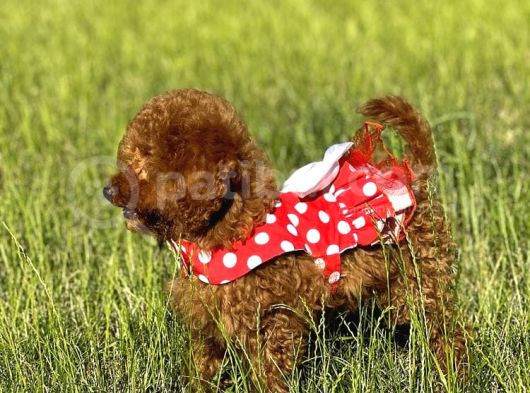 Orjinal Toy Poodle Bebişler görsel
