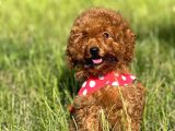 Orjinal Toy Poodle Bebişler