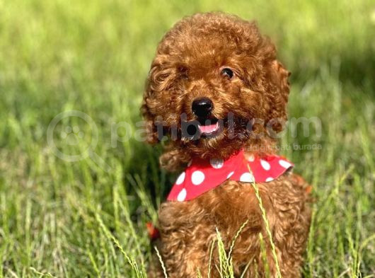 Orjinal Toy Poodle Bebişler görsel