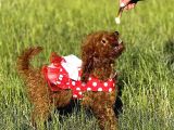Orjinal Toy Poodle Bebişler