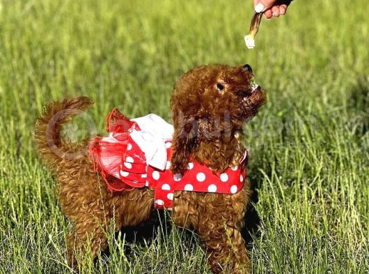 Orjinal Toy Poodle Bebişler görsel