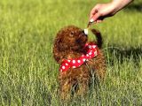 Orjinal Toy poodle bebişler