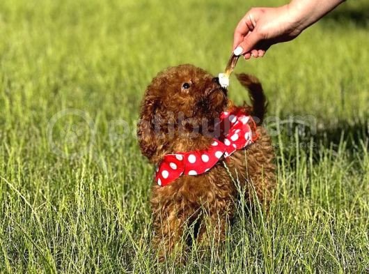 Orjinal Toy Poodle Bebişler