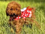 Orjinal Toy Poodle Bebişler