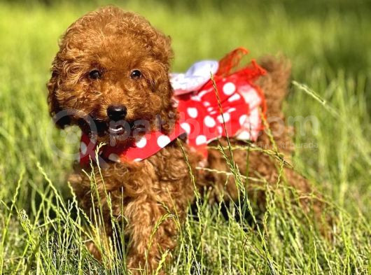 Orjinal Toy Poodle Bebişler görsel