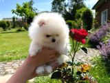 Safkan Pomeranian Bebekler