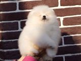 Safkan Pomeranian Bebekler