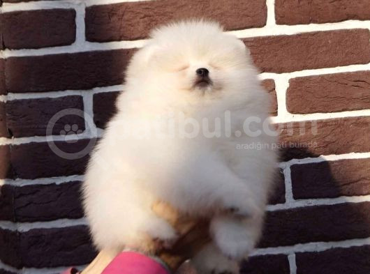Safkan Pomeranian Bebekler görsel