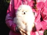 Safkan Pomeranian Bebekler