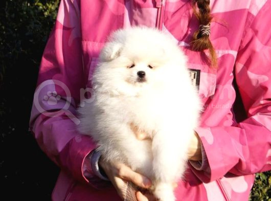 Safkan Pomeranian Bebekler görsel