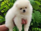 Safkan pomeranian bebekler