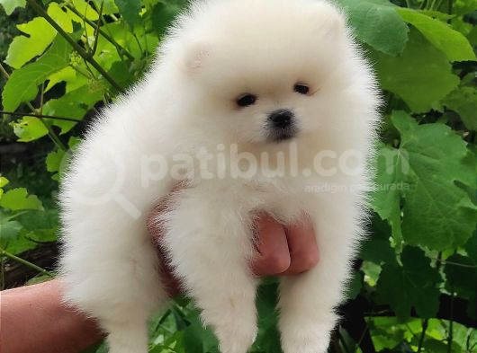 Safkan Pomeranian Bebekler