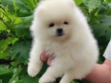 Safkan Pomeranian Bebekler