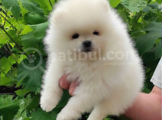 Safkan Pomeranian Bebekler görsel