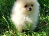 Safkan Pomeranian Bebekler