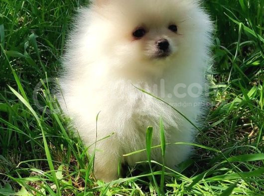 Safkan Pomeranian Bebekler görsel