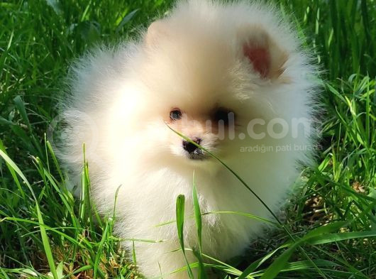 Safkan Pomeranian Bebekler görsel