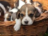 Tatlış Beagle Bebekler