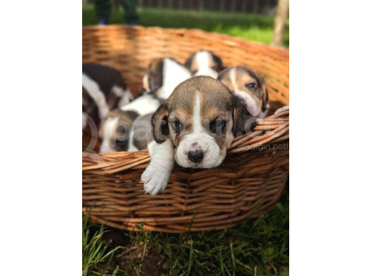 Tatlış Beagle Bebekler görsel