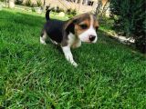 Tatlış Beagle Bebekler