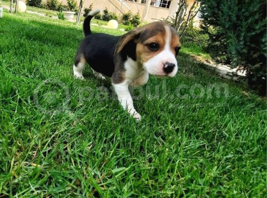 Tatlış Beagle Bebekler görsel