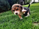 Tatlış Beagle bebekler