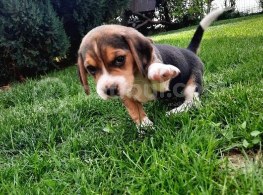Tatlış Beagle Bebekler