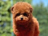 Teddy Toy Poodle Yavrumuz