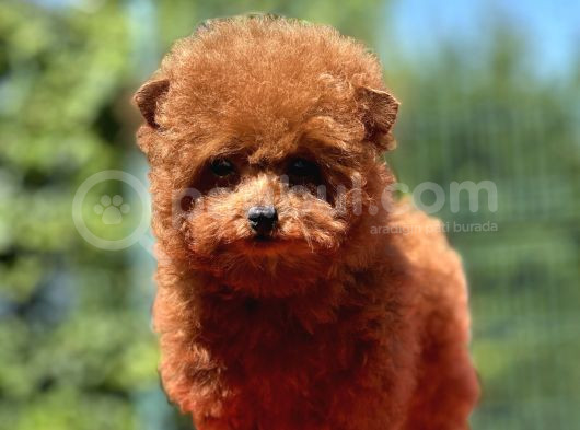 Teddy Toy Poodle Yavrumuz