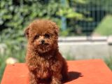 Teddy Toy Poodle Yavrumuz