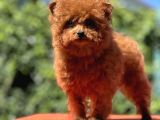 Teddy Toy Poodle Yavrumuz