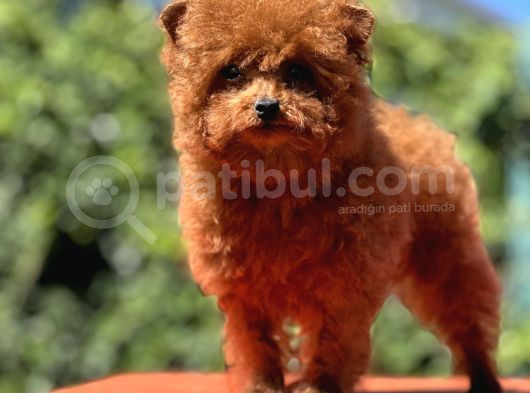 Teddy Toy Poodle Yavrumuz görsel