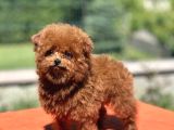 Teddy Toy Poodle Yavrumuz