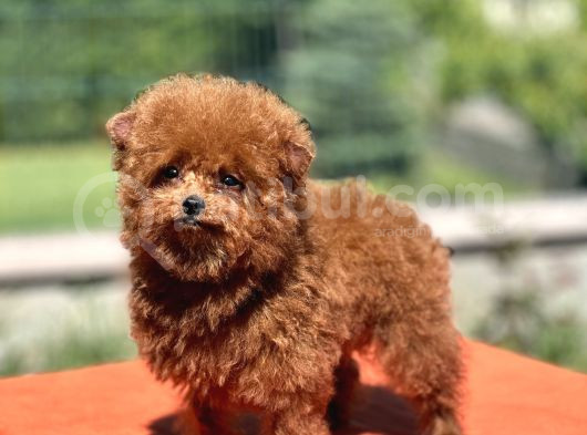 Teddy Toy Poodle Yavrumuz görsel