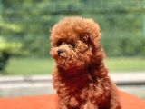 Teddy Toy Poodle Yavrumuz