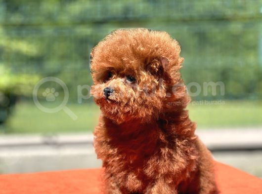 Teddy Toy Poodle Yavrumuz görsel