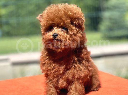 Teddy Toy Poodle Yavrumuz görsel
