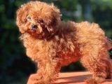 Kuyruksuz Kore Toy Poodle Yavrumuz