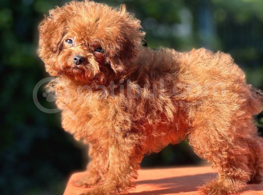 Kuyruksuz Kore Toy Poodle Yavrumuz