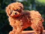 Kuyruksuz Kore Toy Poodle Yavrumuz