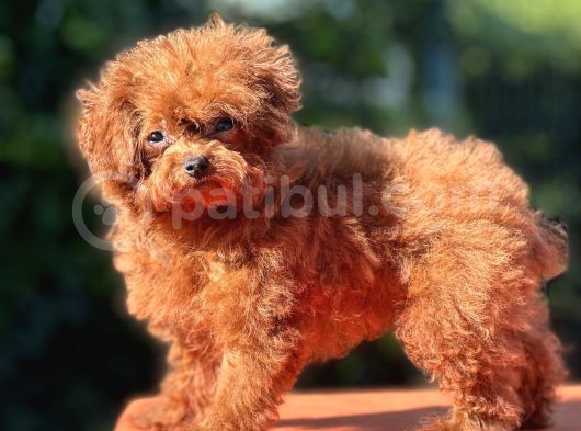 Kuyruksuz Kore Toy Poodle Yavrumuz görsel