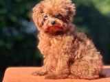 Kuyruksuz Kore Toy Poodle Yavrumuz