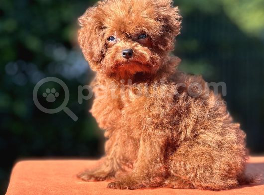 Kuyruksuz Kore Toy Poodle Yavrumuz görsel