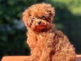 Kuyruksuz Kore Toy Poodle Yavrumuz