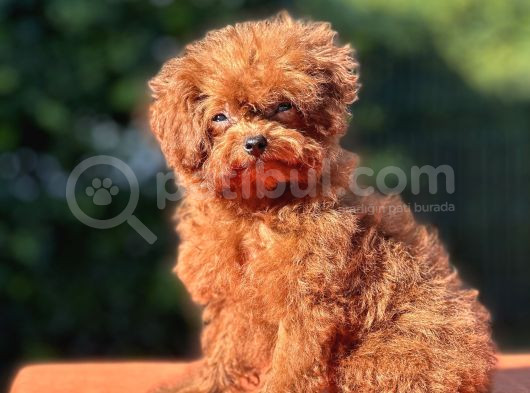 Kuyruksuz Kore Toy Poodle Yavrumuz görsel